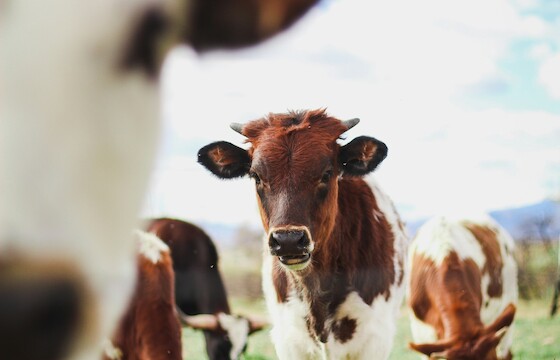 Lely (KL-3-2014)